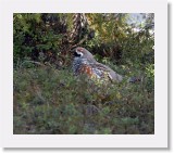 Pyy_ hazel-grouse3 * 1312 x 1135 * (1.71MB)